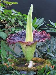 Overview things to do reviews. 8 Exotic Plants That Take Up To A Decade Or More To Bloom This Old House