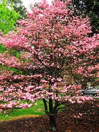 You will know that spring has truly arrived when your red flowering dogwood leaps into action. Buy Dogwood Trees Dogwood Trees For Sale The Tree Center