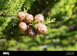 Image result for Cupressus macrocarpa