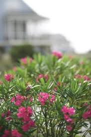 Plants cannot move to escape their predators. Oleander Clippings And Toxic Compost