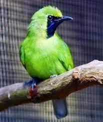 Cara Merawat Burung Cucak Ijo Mini Agar Cepat Gacor Burung Cantik Hewan Burung