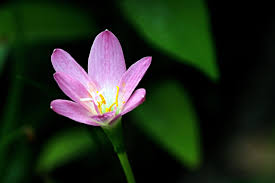 Image result for Zephyranthes minuta