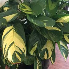 Image result for Maranta arundinacea