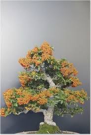 Image result for Croton megalobotrys