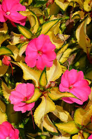 Another robust sunpatiens variety perfect for sunny spots or those with a bit of shade as well. Sunpatiens Compact Tropical Rose New Guinea Impatiens Impatiens Sunpatiens Compact Tropical Rose In Columbus Dublin Delaware Grove City Gahanna Bexley Ohio Oh At Oakland Nurseries Inc