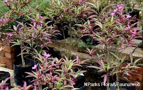 Image result for Barleria spinulosa