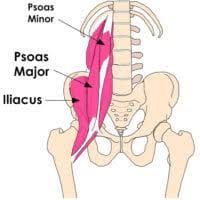 Once you rule out acute injury and soreness, two more common causes of tight hip and lower back muscles are chronic inactivity — which is very common in today's mostly seated, sedentary lifestyles — or, ironically, doing too much activity to the point that you're still and sore. Tight Hip Flexors Can Cause Lower Back Pain Knee Pain And Foot Pain Neta National Exercise Trainers Association