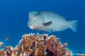 Their head protuberance, or kok, is formally termed a nuchal hump. Parrotfish Coral Crunching Beach Builders Caradonna Adventures