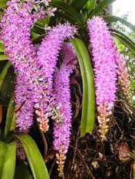 Maybe you would like to learn more about one of these? 8 Assamese Flowers Ideas Flowers Plants Flowering Trees