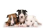 Welcome to The Home of Dogmore Bull Terriers - Bluemont ...
