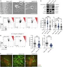 Widest range of basins from brands you know & trust. Loss Of Hem1 Disrupts Macrophage Function And Impacts Migration Phagocytosis And Integrin Mediated Adhesion Sciencedirect