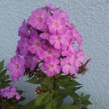 Флокс метельчатый 'юник олд блю' phlox paniculata 'younique old blue'. Phlox Paniculata Blue Paradise Phlox Blue Paradise Uploaded By Hammerhead