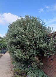 Image result for Feijoa sellowiana