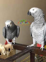 afrika gri papagani kongo afrika gri papagani papagan afrika