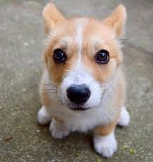 Chien Chiens Mon Chien J Aime Chien J Adore Mon Chien Chien Mignon Chien Beau Chien Adorable Chiot Cute Animals Cute Baby Animals Cute Corgi Puppy