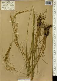 Image result for Loudetia simplex