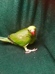 Birds For Sale In Florida Indian Ringneck Birds For Sale Florida 580 Fl Birds For Sale Ringneck Bird Birds
