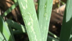 Image result for Onion Thrips