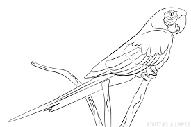 Á Dibujos De Loros Top Loros Animados Faciles Y Lindos Colorear es el primer paso para la estimulación creativa. á dibujos de loros top loros animados