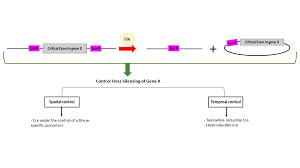 Tamoxifen is an estrogen analogue that binds with higher affinity than estrogen to altered estrogen binding domains. Floxing Wikipedia
