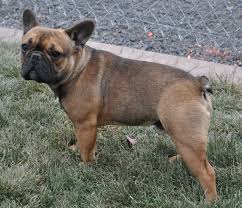 French bulldog · eagle creek, or. What Colors And Color Patterns Do Frenchies Come In Bluehaven French Bulldogsbluehaven French Bulldogs