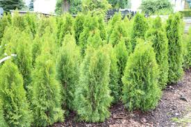 Wir zeigen, wann, wie und womit man seinen lebensbaum düngt. Wurzeltiefe Von Thuja Wie Tief Wurzeln Lebensbaume Gartendialog De
