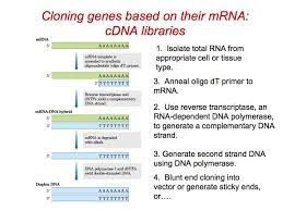 A fragment of dna, containing the gene to be cloned, is inserted into a suitable vector, to produce a recombinant dna molecule. Cdna Library Construction