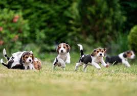 Image result for bígl