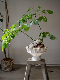 Image result for Pseudobombax