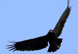 Big Black Bird With White Wing Tips Pin On Birds Of Prey