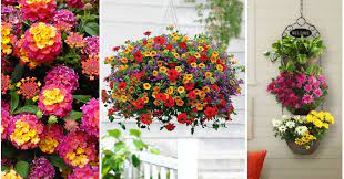 Dos plantas colgantes para identificar. Melodichen Ubezhdavane Kalendar Nombres De Plantas Colgantes Para Balcones Alkemyinnovation Com