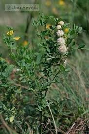 Image result for Cuscuta approximata