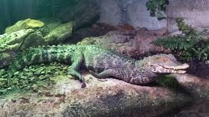 Underground reptiles supplies some of the best crocodilians for sale including cuviers dwarf caimans and wedgehead caimans. Cuvier S Dwarf Caiman Wikipedia