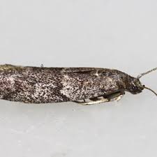 Image result for Pyla fusca