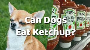 There are many things that dogs can eat that they should not typically eat, and french fries is on that list Can Cats Eat Ketchup