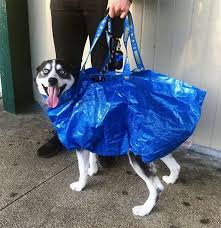 Image result for dog in bag in subway
