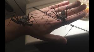 Tailless whipscorpions can be found in tropical and. Unboxing Two Giant Tailless Whip Scorpions Euphrynichus Amanica New Species Whitey Exotics Thewikihow