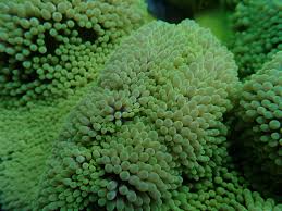 Image result for Polyspatha