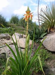 Image result for Aloe cooperi