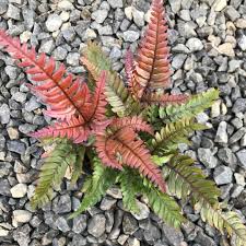 Image result for Pteris similis