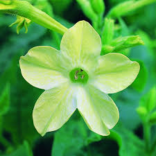 The flowers, which are white, are longer than alata.they grow from the top of the plants looking like fireworks. Nicotiana Avalon Lime Tray Of 40 Plug Plants Brookside Nursery