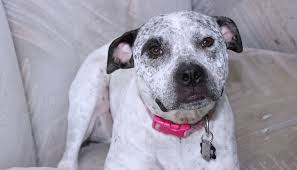 Why Is My Dog Barking For No Reason Rehome By Adopt A Pet Com