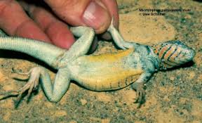 Image result for Microlophus peruvianus