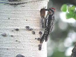 agackakan kusu animals moth insects