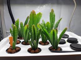 The easiest way to provide all the nutrients the orchid cacti requires for growing. Update To The Orchid Cactus Hydroponic Experiment Plants Will Overgrow My Lights Fairly Soon The Roots Look Slimy But It S Because Of The Fine Root Hairs Becoming Stained From The Hydro Nutrient
