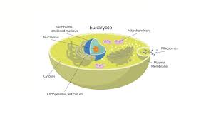 Based on the organization of their cellular structures, all living cells can be divided into two groups: Prokaryotes Vs Eukaryotes What Are The Key Differences Technology Networks