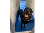 We have only bred rottweilers with the aim to improve the breed. Rottweilers For Sale In Charlotte Dogs On Oodle Classifieds