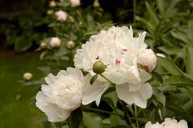 To tie two ropes together, even ropes of different sizes. The Five Types Of Peonies Lakeview Nurseries
