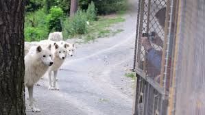 Pošesté jsme se do zoologické zahrady na svatém kopečku byl vybudován nový vchod, v roce 2010 se otevřela společná expozice vlků arktických a medvědů baribalů. Krasa I Adrenalin V Olomouci Jezdi Vlacky Primo Mezi Vlky