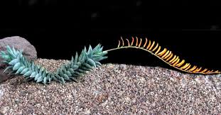 Image result for Euphorbia rubriflora